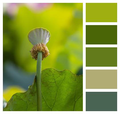 Lotus Seed Pod Plant Image